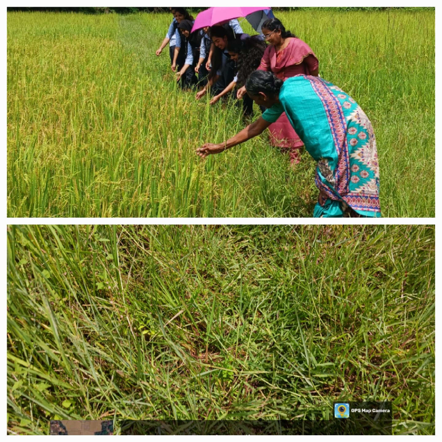 A Visual Journey to the Paddy Fields
